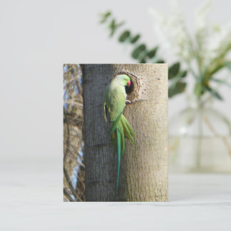 Rose-ringed Parakeet in Tree DIY Postcard