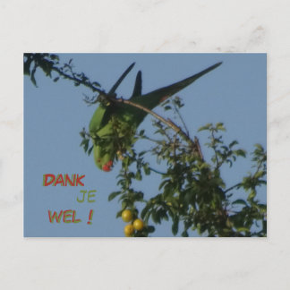 Rose-Ringed Parakeet Thank You Postcard