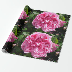 Rose Roses Pink Vintage Cabbage flowers floral Wrapping Paper