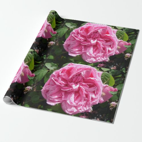 Rose Roses Pink Vintage Cabbage flowers floral  Wrapping Paper
