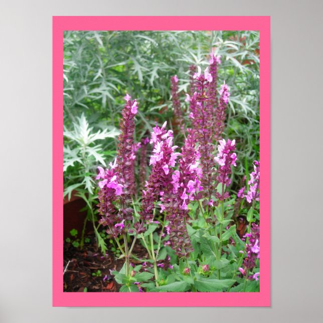 ROSE SALVIA AND ARTEMESIA POSTER (Front)