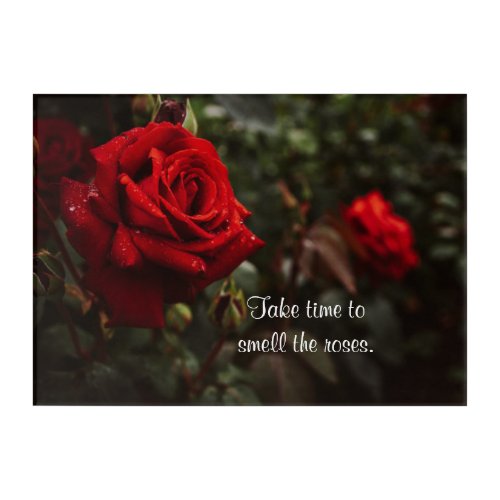 Rose Smell the Roses  Acrylic Print