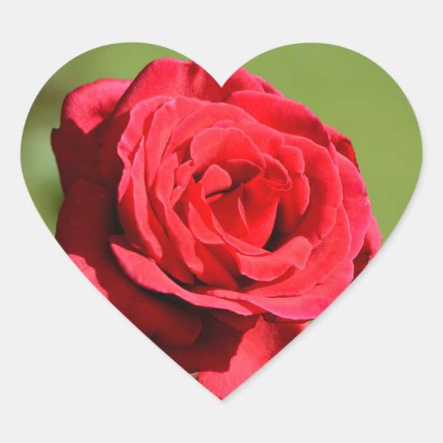 Rose Stickers (Front)