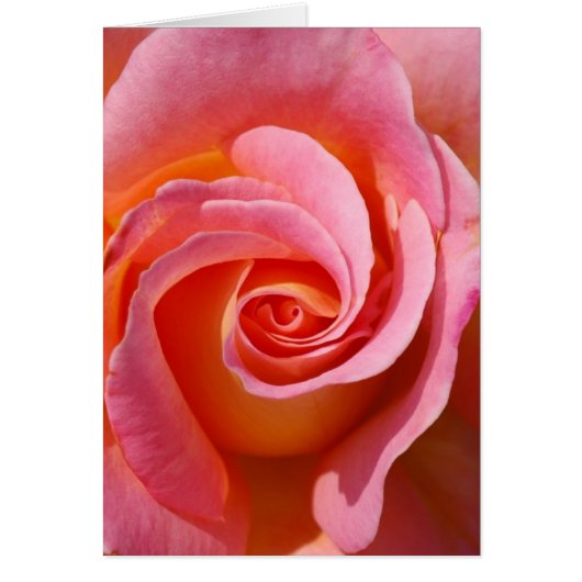 Rose Swirl Cards (Front)