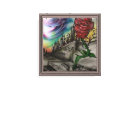 rose that grew from concrete