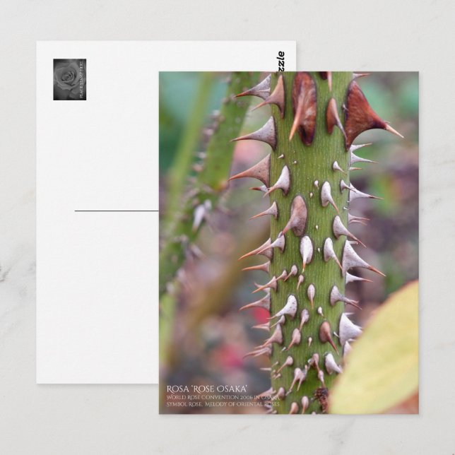 Rose Thorns: Rosa Rose Osaka ポストカード Postcard (Front/Back)
