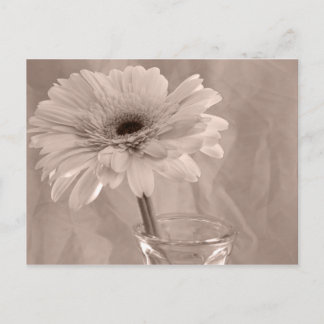 Rose Tinted Daisy Postcard