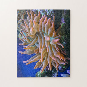 Rose Tip Anemone Jigsaw Puzzle