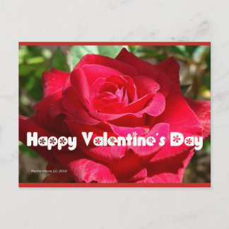 Rose Valentine's Day | Blue Beach Song™ Postcard