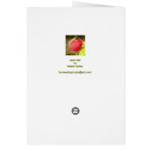 Rose Vine Peach color Cards (Back)