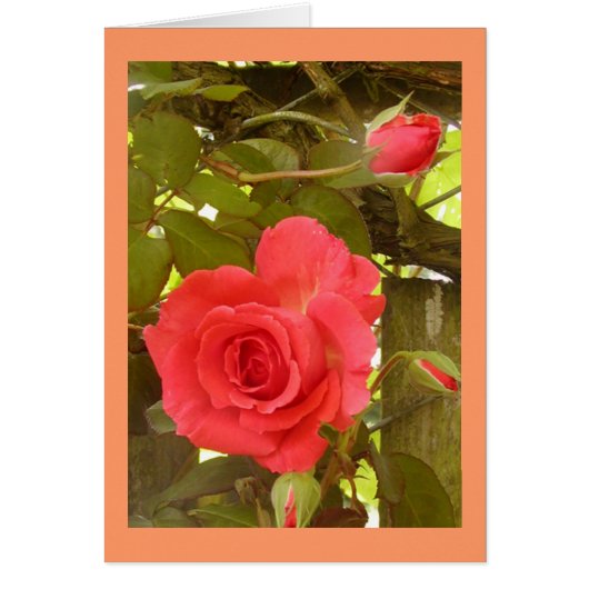 Rose Vine Peach color Cards (Front)