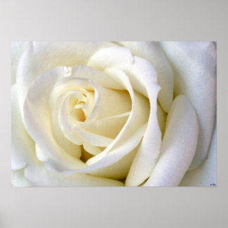 Rose White Poster