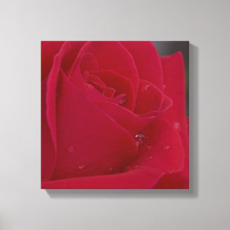 Rose with Dew Canvas Print
