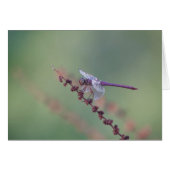 Roseate Skimmer Dragonfly (Front Horizontal)