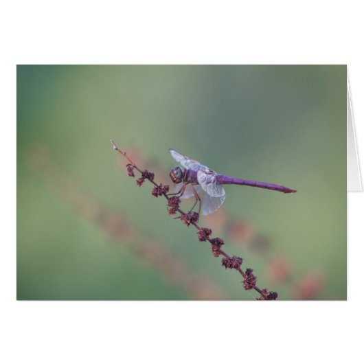 Roseate Skimmer Dragonfly Cards (Front Horizontal)