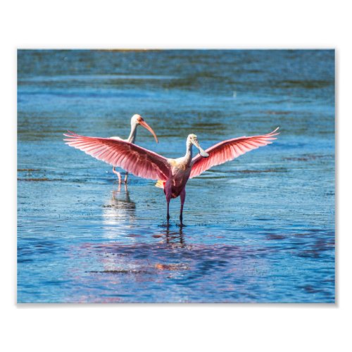 Roseate Spoonbill 10 x 8 Kodak Pro Photo