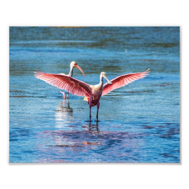 Roseate Spoonbill 10 x 8 Kodak Pro Photo (Front)
