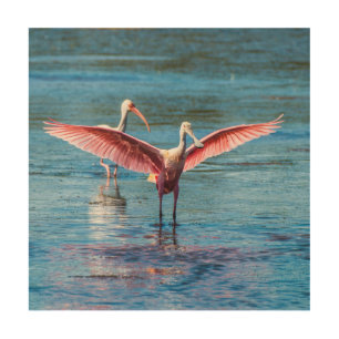 Roseate Spoonbill 12"x12" Wood Wall Art