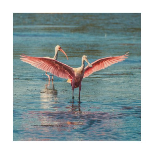 Roseate Spoonbill 12x12 Wood Wall  Art