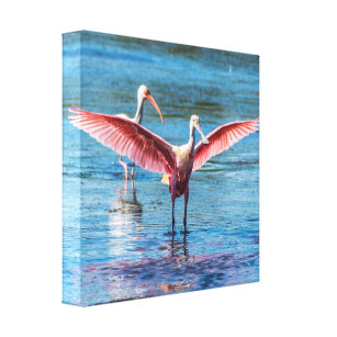 Roseate Spoonbill 12" x 12" Wrapped Canvas