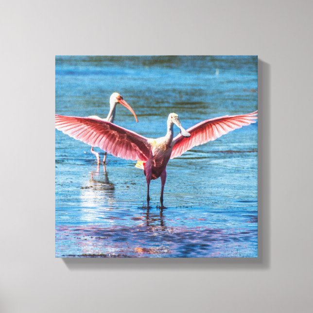 Roseate Spoonbill 12" x 12" Wrapped Canvas (Front)