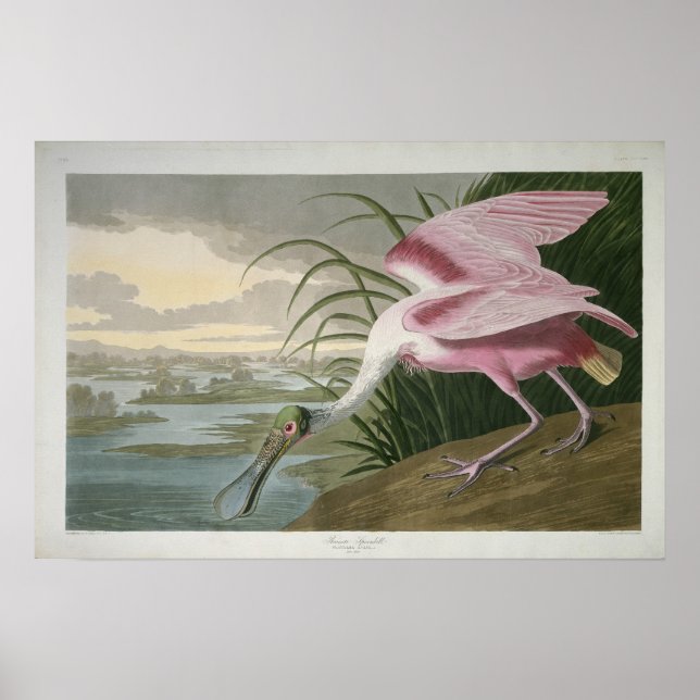 Roseate Spoonbill, 1836 Print (Front)