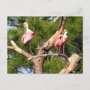 Roseate Spoonbill (3050) Postcard