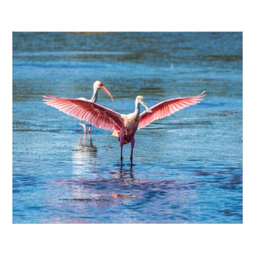 Roseate Spoonbill 48 x 40 Kodak Pro Photo