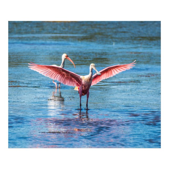 Roseate Spoonbill 48 x 40 Kodak Pro Photo (Front)