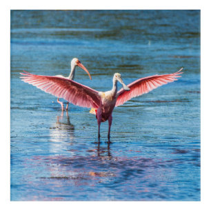 Roseate Spoonbill Acrylic Wall Art, 12 x 12 Print