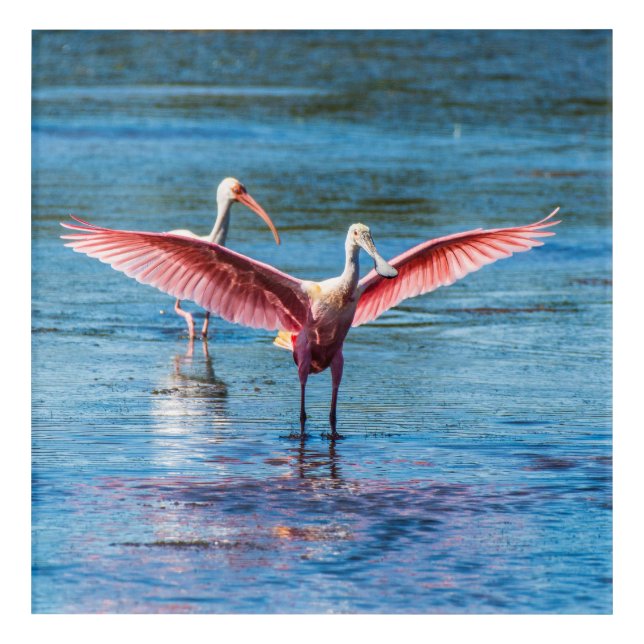 Roseate Spoonbill Acrylic Wall Art, 12 x 12 Print (Front)