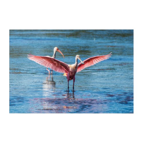 Roseate Spoonbill Acrylic Wall Art 30 x 20 Acrylic Print