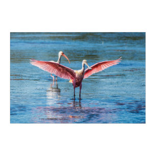 Roseate Spoonbill Acrylic Wall Art, 30 x 20 Print