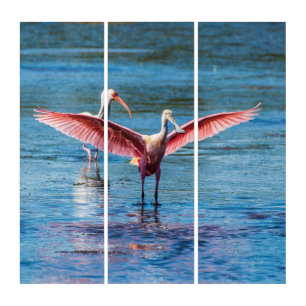 Roseate Spoonbill AcryliPrint®HD Triptych Wall Art
