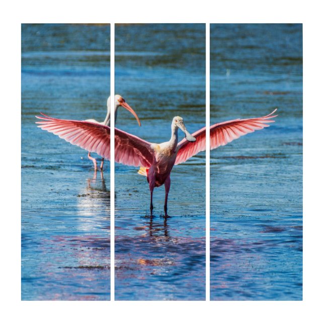 Roseate Spoonbill AcryliPrint®HD Triptych Wall Art (Front)