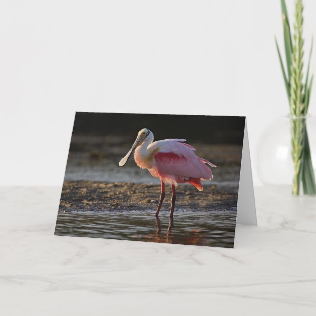 Roseate Spoonbill, Ajaia ajaja, Ding Darling Card (Front)