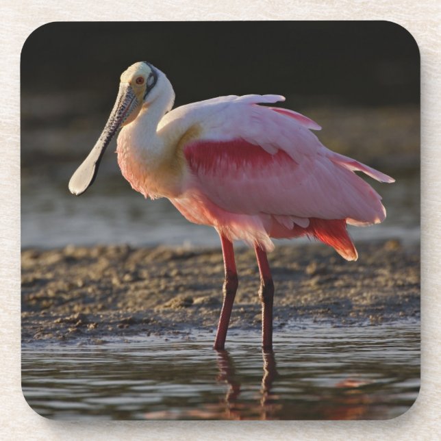 Roseate Spoonbill, Ajaia ajaja, Ding Darling Drink Coaster (Front)