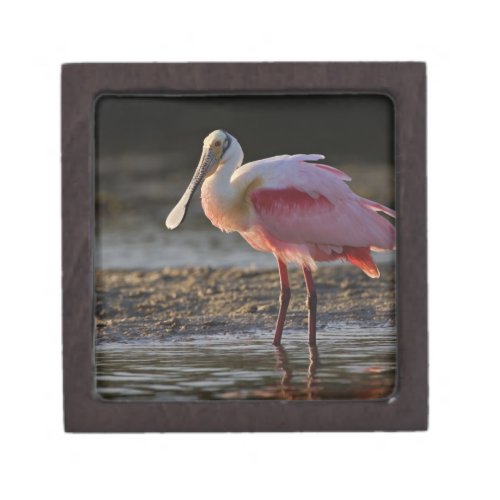 Roseate Spoonbill Ajaia ajaja Ding Darling Gift Box