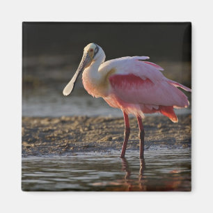 Roseate Spoonbill, Ajaia ajaja, Ding Darling Magnet
