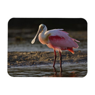 Roseate Spoonbill, Ajaia ajaja, Ding Darling Magnet