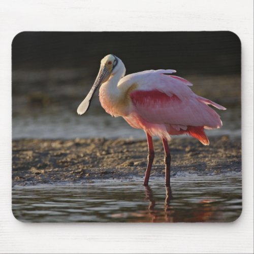 Roseate Spoonbill Ajaia ajaja Ding Darling Mouse Pad