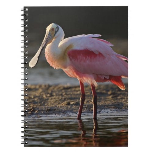 Roseate Spoonbill Ajaia ajaja Ding Darling Notebook