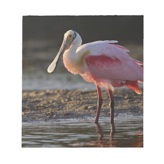 Roseate Spoonbill, Ajaia ajaja, Ding Darling Notepad (Front)