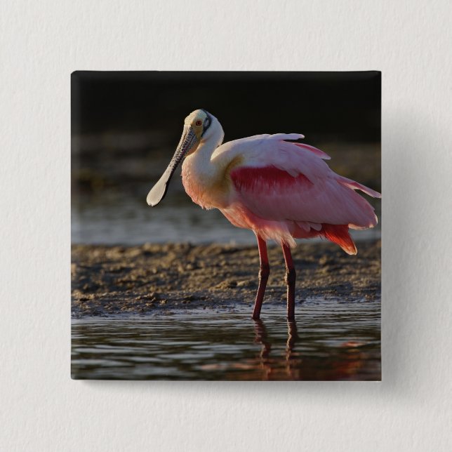 Roseate Spoonbill, Ajaia ajaja, Ding Darling Pinback Button (Front)