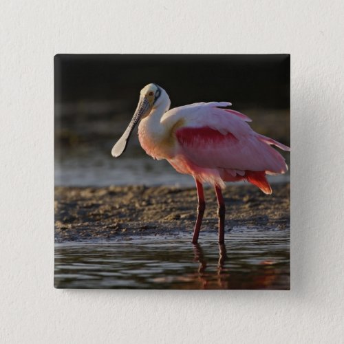 Roseate Spoonbill Ajaia ajaja Ding Darling Pinback Button