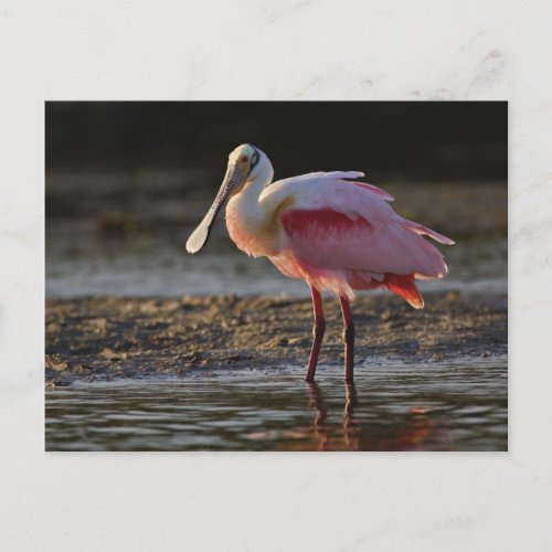 Roseate Spoonbill Ajaia ajaja Ding Darling Postcard