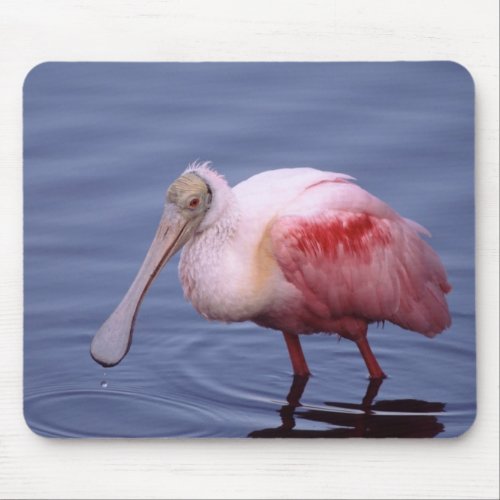 Roseate Spoonbill Ajaia ajaja Mouse Pad