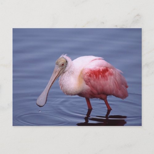 Roseate Spoonbill Ajaia ajaja Postcard