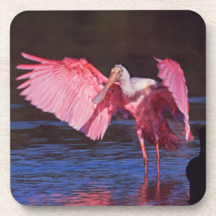 Roseate Spoonbill (Ajaia ajaja) with Cormorant Beverage Coaster
