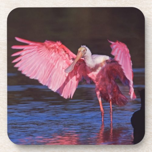 Roseate Spoonbill Ajaia ajaja with Cormorant Beverage Coaster